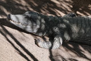 GC-Crocodilo Park 2020-007.JPG